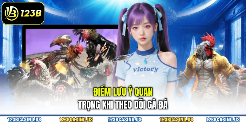 Điểm lưu ý quan trọng khi theo dõi gà đá