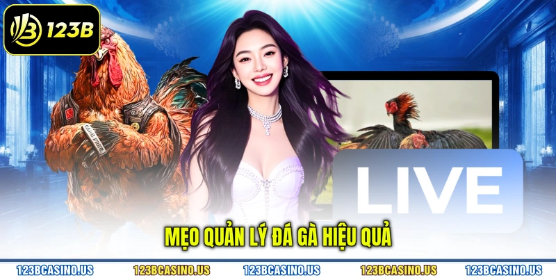 Mẹo quản lý đá gà hiệu quả